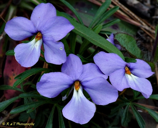 {Viola pedata}